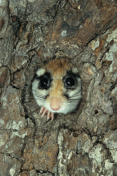 Gartenschläfer (Eliomys quercinus)