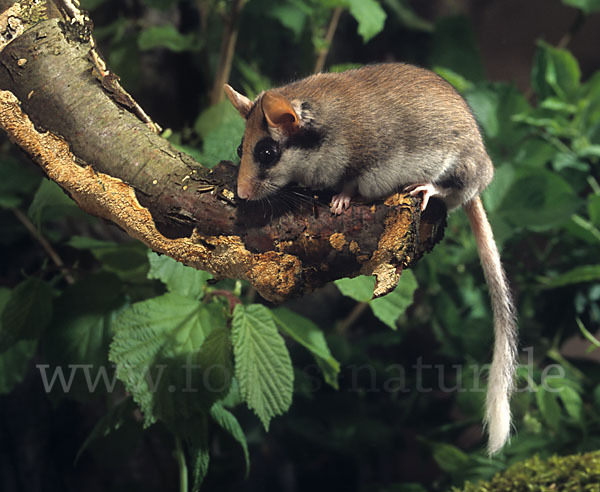 Gartenschläfer (Eliomys quercinus)