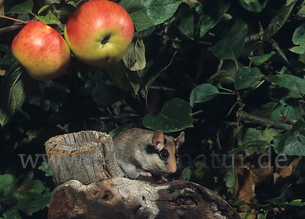 Gartenschläfer (Eliomys quercinus)