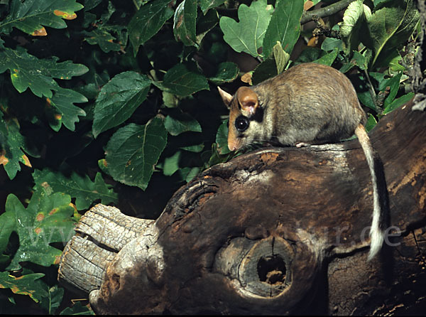 Gartenschläfer (Eliomys quercinus)