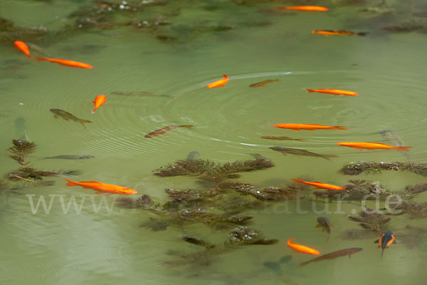 Gartenteich (goldfische)