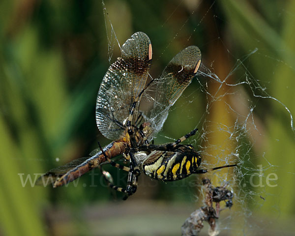 Gebänderte Heidelibelle (Sympetrum pedemontanum)