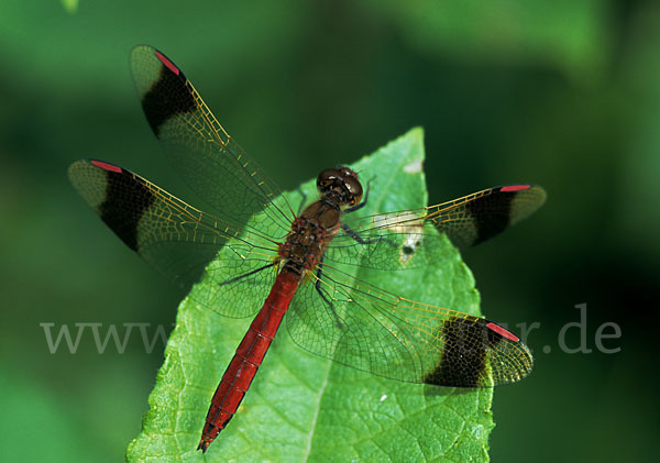 Gebänderte Heidelibelle (Sympetrum pedemontanum)