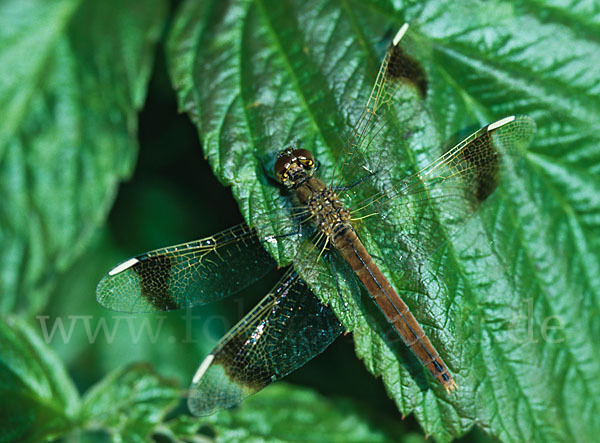 Gebänderte Heidelibelle (Sympetrum pedemontanum)