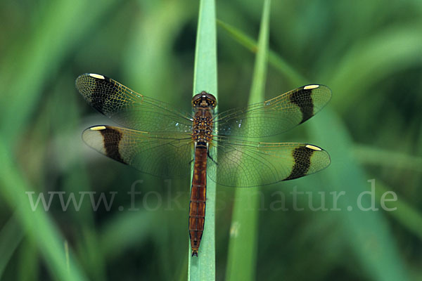 Gebänderte Heidelibelle (Sympetrum pedemontanum)