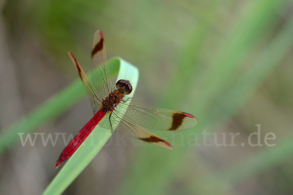 Gebänderte Heidelibelle (Sympetrum pedemontanum)