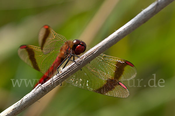 Gebänderte Heidelibelle (Sympetrum pedemontanum)