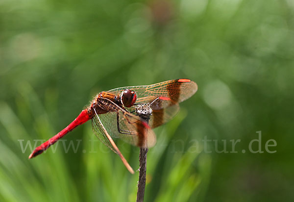 Gebänderte Heidelibelle (Sympetrum pedemontanum)