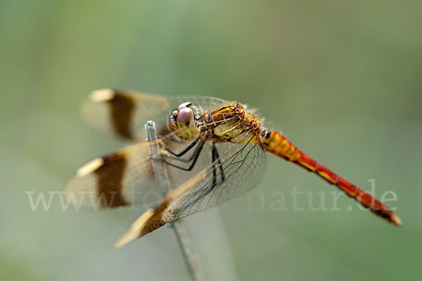 Gebänderte Heidelibelle (Sympetrum pedemontanum)