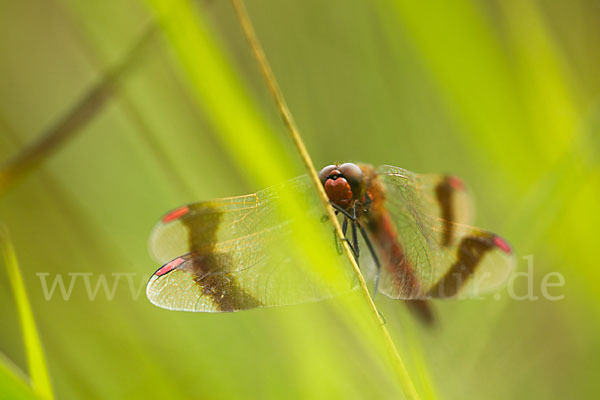 Gebänderte Heidelibelle (Sympetrum pedemontanum)