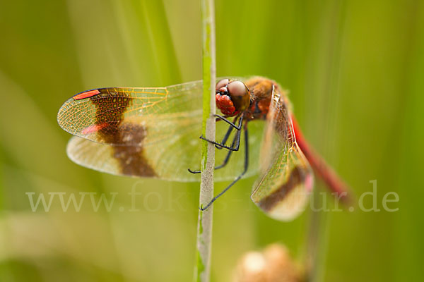 Gebänderte Heidelibelle (Sympetrum pedemontanum)