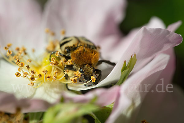 Gebänderte Pinselkäfer (Trichius fasciatus)