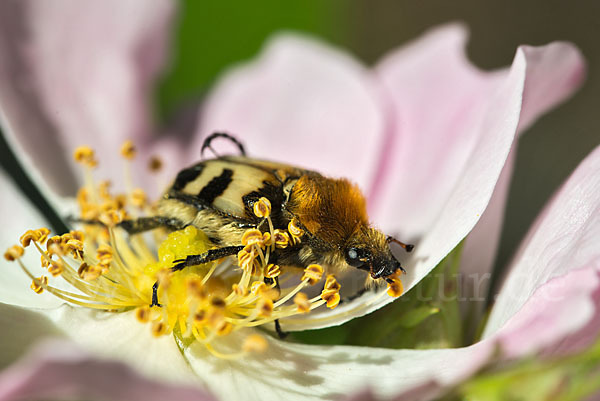 Gebänderte Pinselkäfer (Trichius fasciatus)