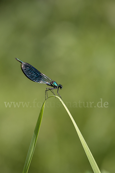 Gebänderte Prachtlibelle (Calopteryx splendens)