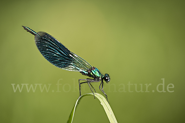 Gebänderte Prachtlibelle (Calopteryx splendens)