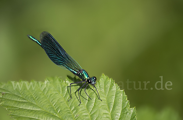 Gebänderte Prachtlibelle (Calopteryx splendens)