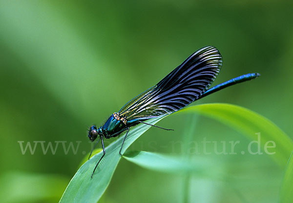 Gebänderte Prachtlibelle (Calopteryx splendens)