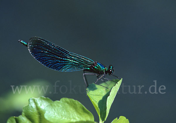 Gebänderte Prachtlibelle (Calopteryx splendens)