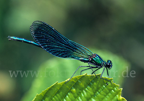 Gebänderte Prachtlibelle (Calopteryx splendens)