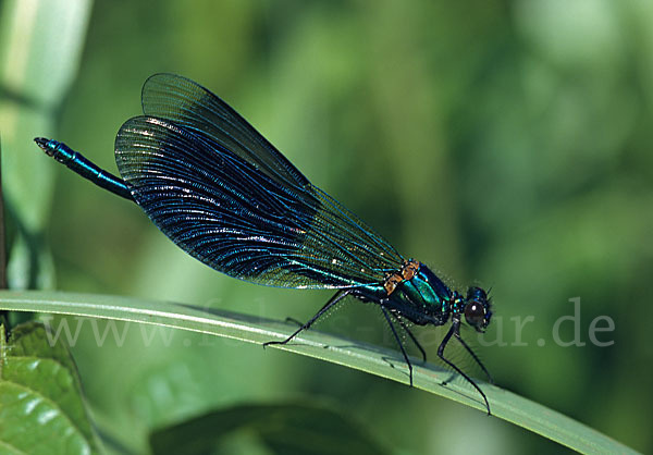 Gebänderte Prachtlibelle (Calopteryx splendens)