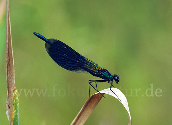 Gebänderte Prachtlibelle (Calopteryx splendens)