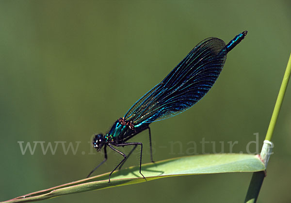 Gebänderte Prachtlibelle (Calopteryx splendens)