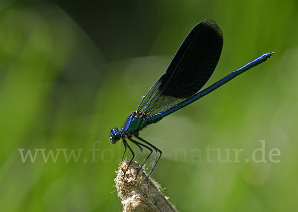 Gebänderte Prachtlibelle (Calopteryx splendens)