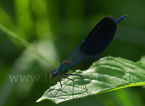 Gebänderte Prachtlibelle (Calopteryx splendens)