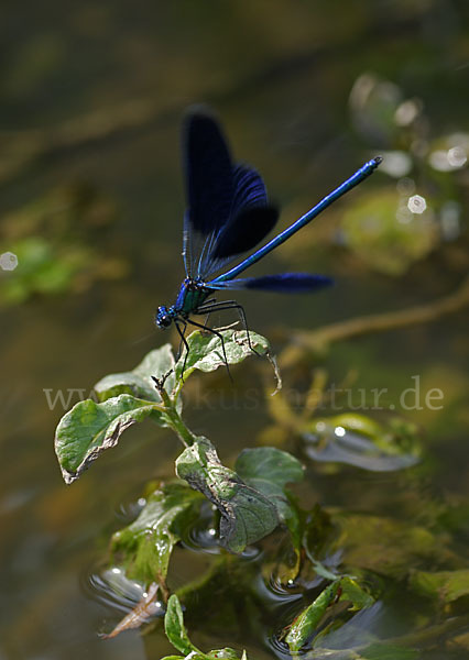 Gebänderte Prachtlibelle (Calopteryx splendens)