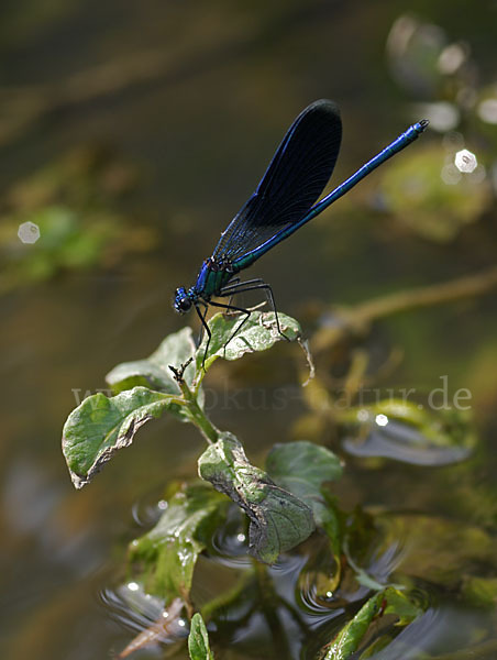 Gebänderte Prachtlibelle (Calopteryx splendens)