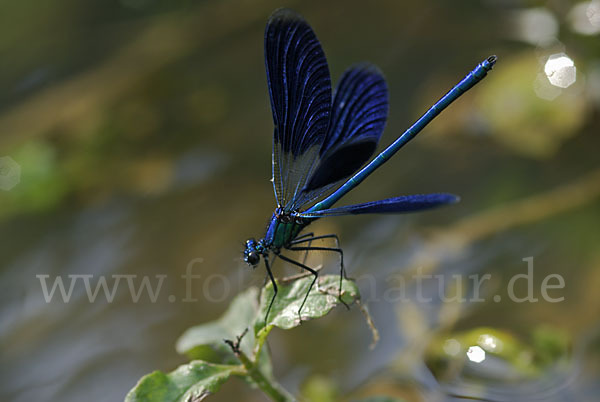 Gebänderte Prachtlibelle (Calopteryx splendens)