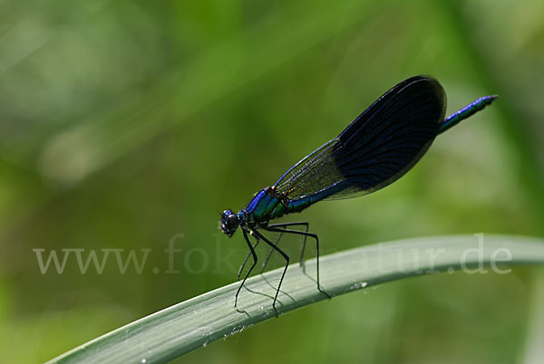 Gebänderte Prachtlibelle (Calopteryx splendens)