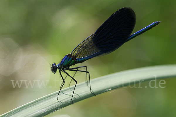 Gebänderte Prachtlibelle (Calopteryx splendens)