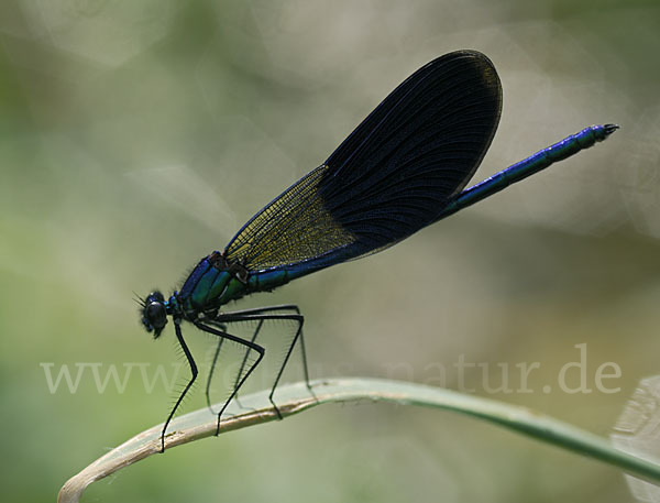 Gebänderte Prachtlibelle (Calopteryx splendens)