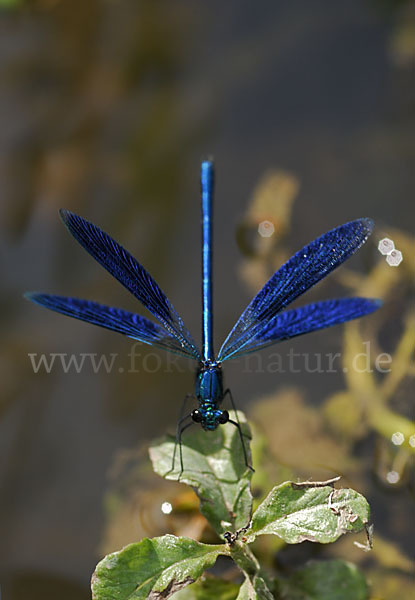 Gebänderte Prachtlibelle (Calopteryx splendens)