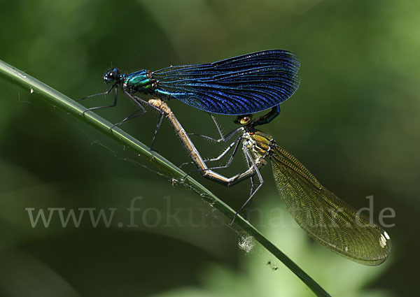 Gebänderte Prachtlibelle (Calopteryx splendens)