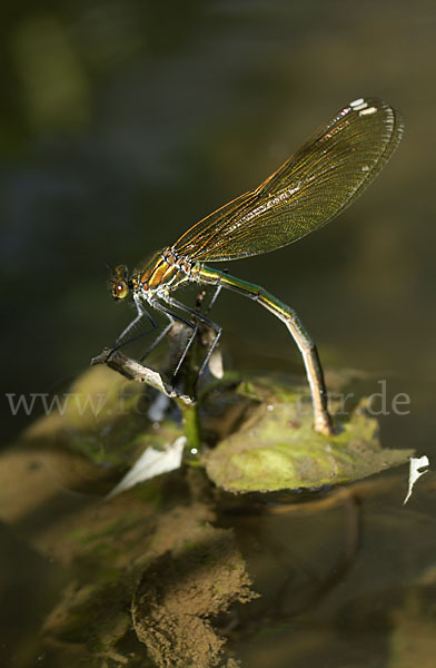 Gebänderte Prachtlibelle (Calopteryx splendens)