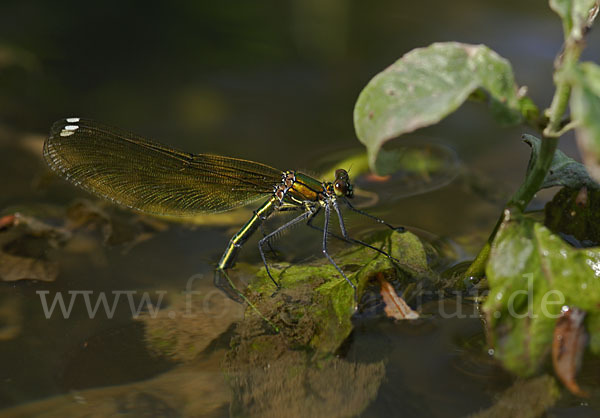 Gebänderte Prachtlibelle (Calopteryx splendens)