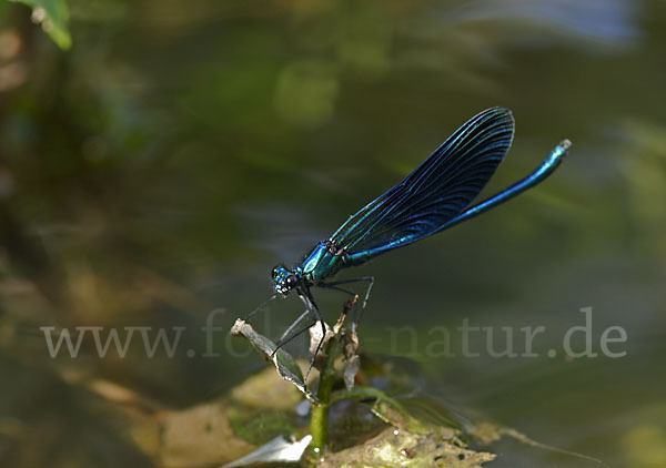 Gebänderte Prachtlibelle (Calopteryx splendens)