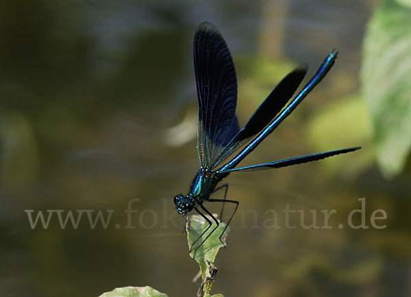 Gebänderte Prachtlibelle (Calopteryx splendens)