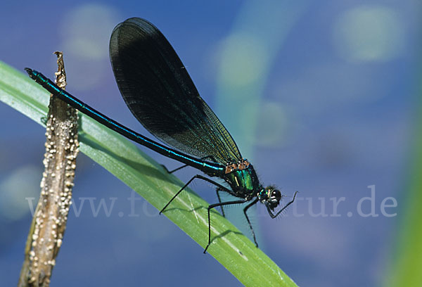 Gebänderte Prachtlibelle (Calopteryx splendens)