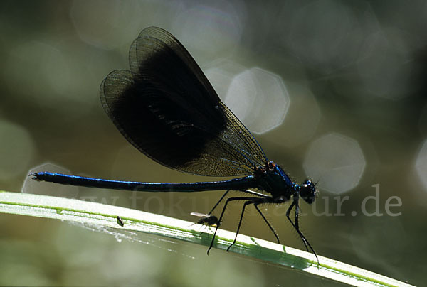 Gebänderte Prachtlibelle (Calopteryx splendens)