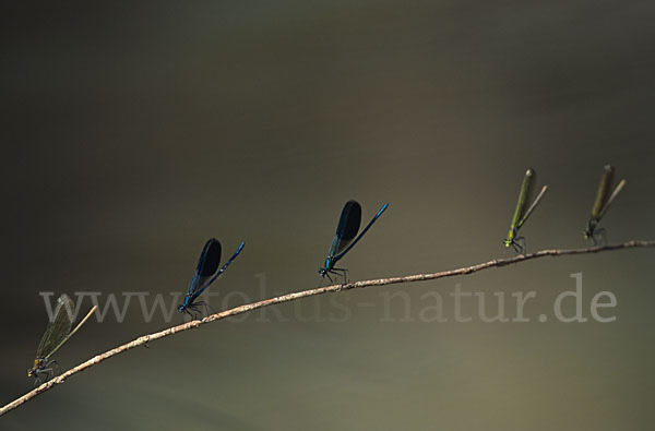 Gebänderte Prachtlibelle (Calopteryx splendens)