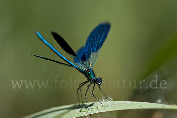 Gebänderte Prachtlibelle (Calopteryx splendens)