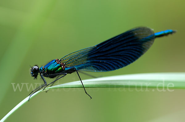 Gebänderte Prachtlibelle (Calopteryx splendens)