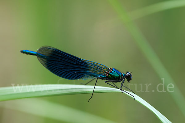 Gebänderte Prachtlibelle (Calopteryx splendens)