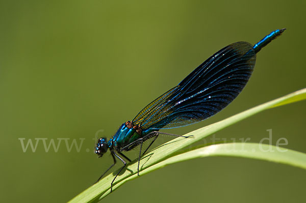 Gebänderte Prachtlibelle (Calopteryx splendens)