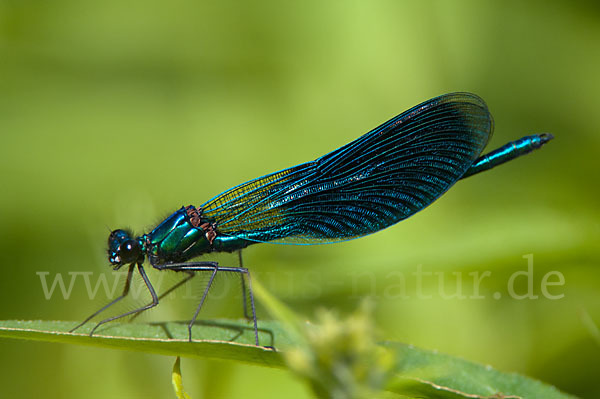 Gebänderte Prachtlibelle (Calopteryx splendens)