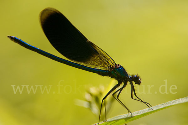 Gebänderte Prachtlibelle (Calopteryx splendens)