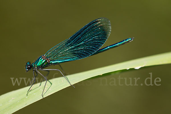 Gebänderte Prachtlibelle (Calopteryx splendens)